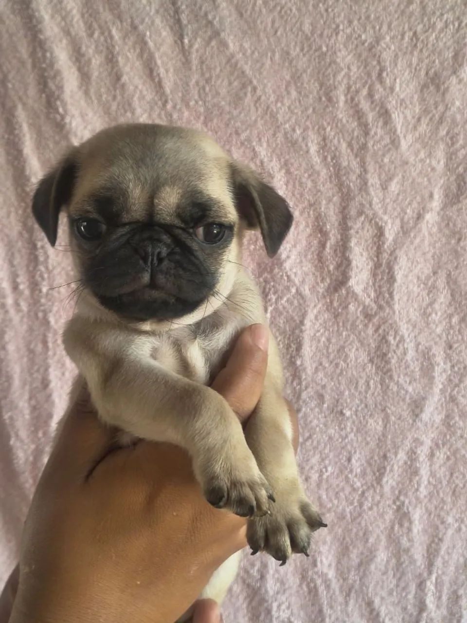 Pug macho 