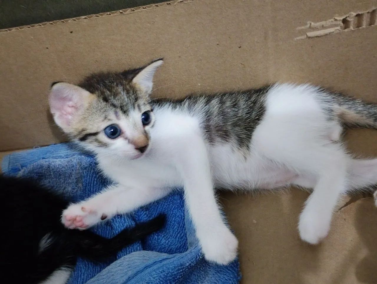 *DOA-SE 5 GATINHOS COM 32 DIAS NO SÃO JORGE * - Foto 2