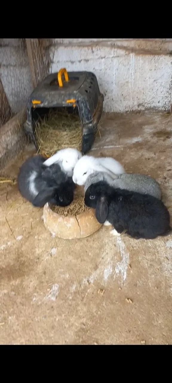 Coelhos mini loop uruguaio 