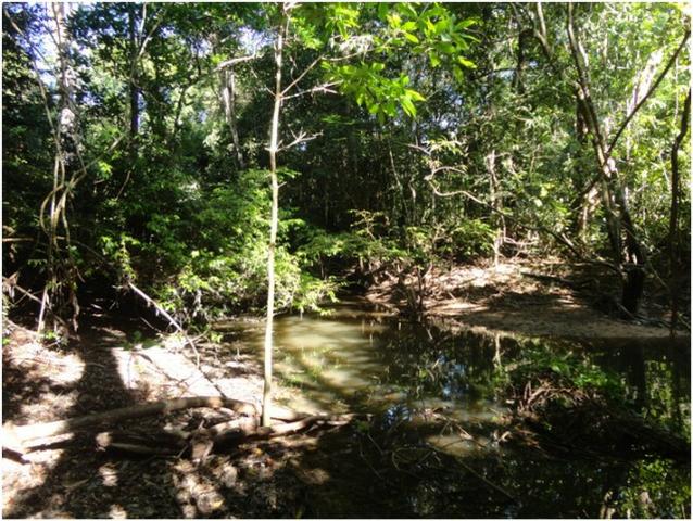 Área de Mato de 140 alqueires, 72 km de Castelo de Sonhos -PA - Foto 2