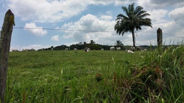 Fazenda 240 has em Tancredo Neves/BA - Foto 11