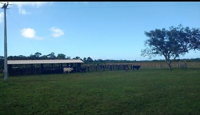 Fazenda em Mascote/BA 160 hectares - Foto 3