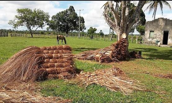 Fazenda em Mascote/BA 160 hectares - Foto 4