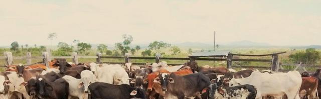 Fazenda Potiraguá/BA 678 hectares