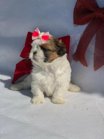 Shihtzu Seu Novo Amigo