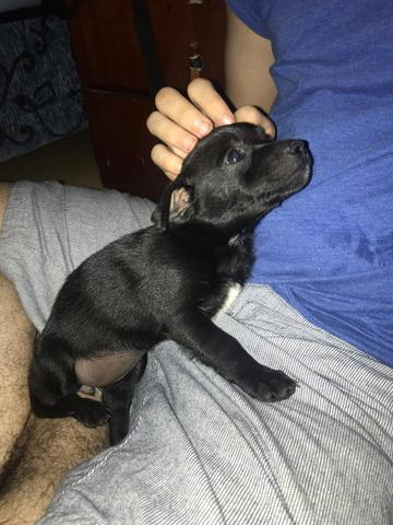 Cães para adoção - Foto 3