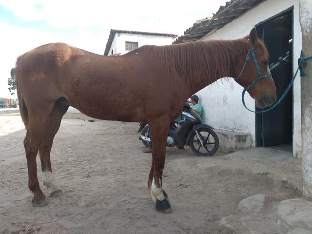 Cavalo de direita, baixei prá vender - Foto 3