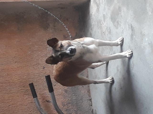 Doa-se Cachorro