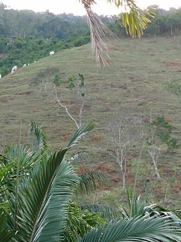 Terreno com 8 alqueires=19 hectares - Foto 9