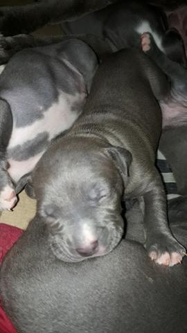 Filhote de American Staffordshire Terrier Blue Nose - Foto 4