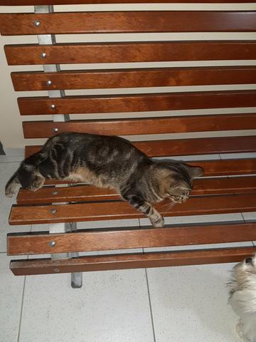 Adoção responsável - Foto 3