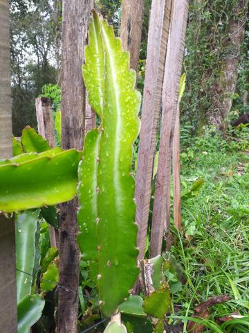 Mudas de pitaya - Foto 2
