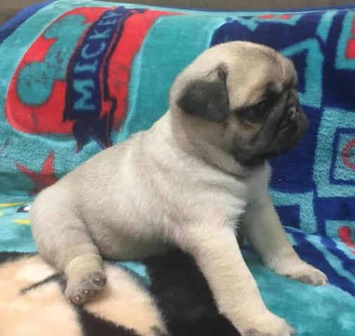 Filhotes de pug - Foto 3