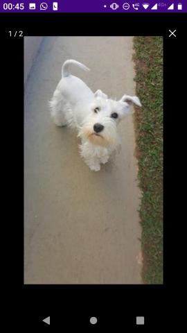 Filhotes de schnauzer