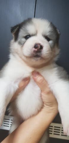 Husky Siberiano - Foto 2