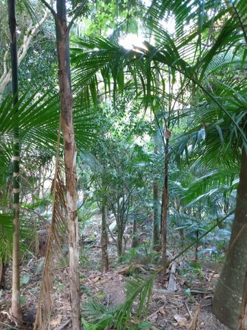 Terreno com 8 alqueires=19 hectares - Foto 13
