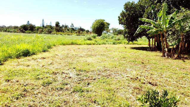 Chácara 20.000m2 incra 9 3km de chão casa simples pomar pode escriturar - Foto 10