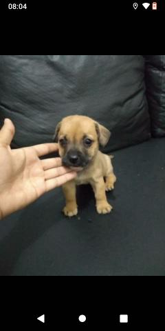 Vendo ou troco filhote pinscher 1 FÊMEA
