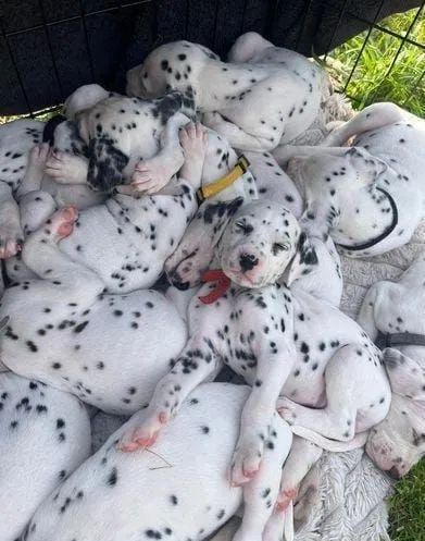 Lindos filhotes dálmatas disponíveis fêmeas e machos 