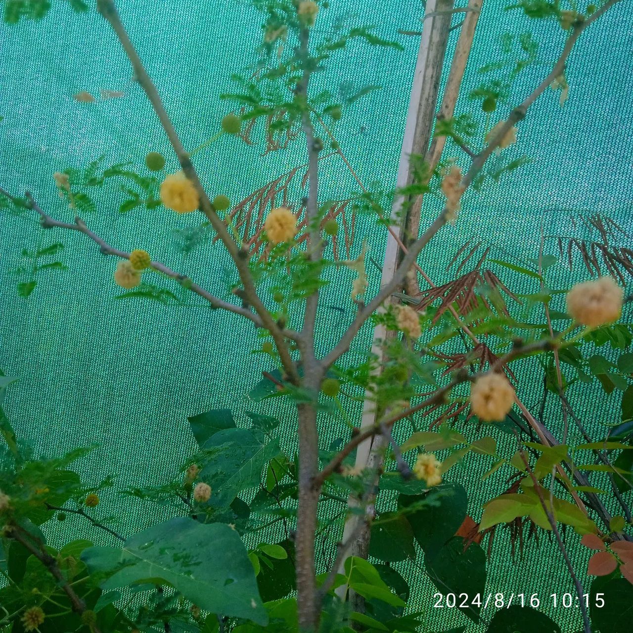Mudas de esponjinha amarela e rosa - Foto 2