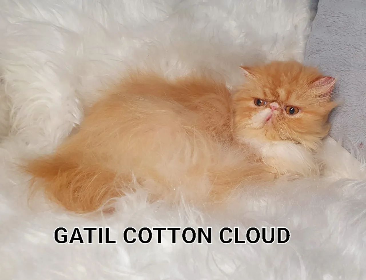 Plantel de Persas 50% off - Foto 5