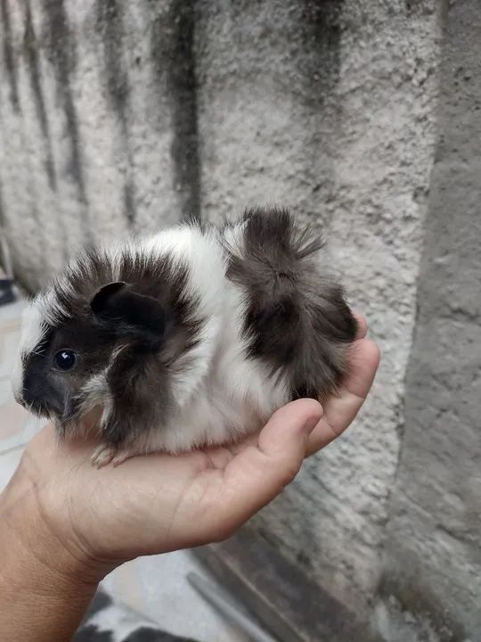 Porquinho da índia  - Foto 3