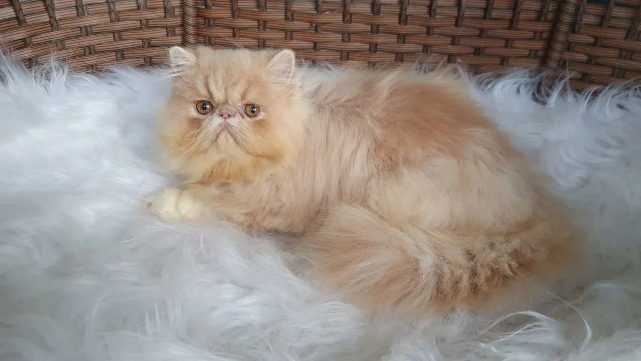 Plantel de Persas 50% off - Foto 3