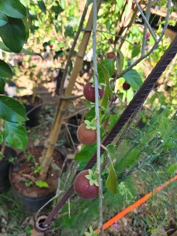 Mudas Frutíferas Enxertadas  - Foto 5