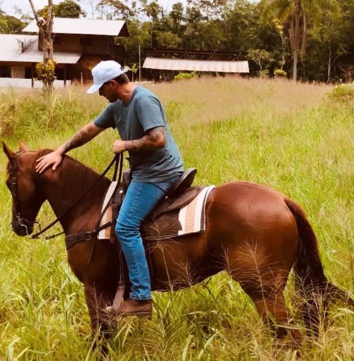 Cavalo Quarto de Milha - Foto 3