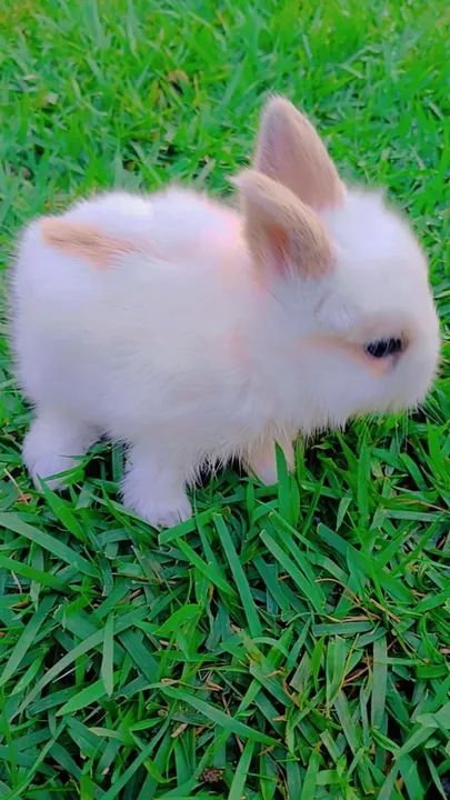 Coelho Mini Lion - Foto 6