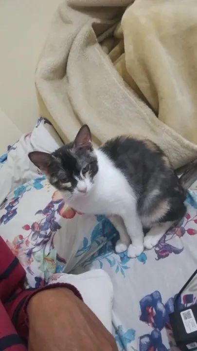 Gata disponível para adoção