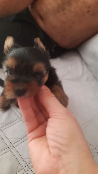 Yorkshire Terrier filhote - Foto 6