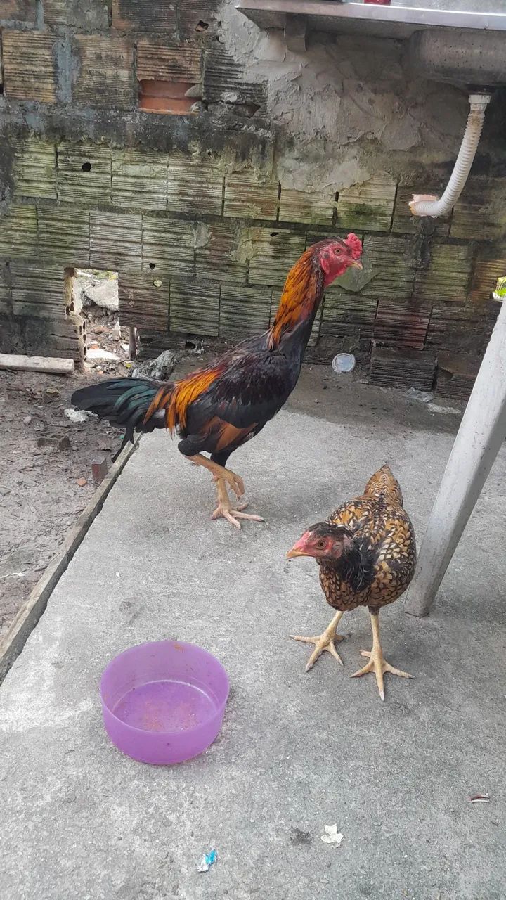 Galinha e Galo de raça