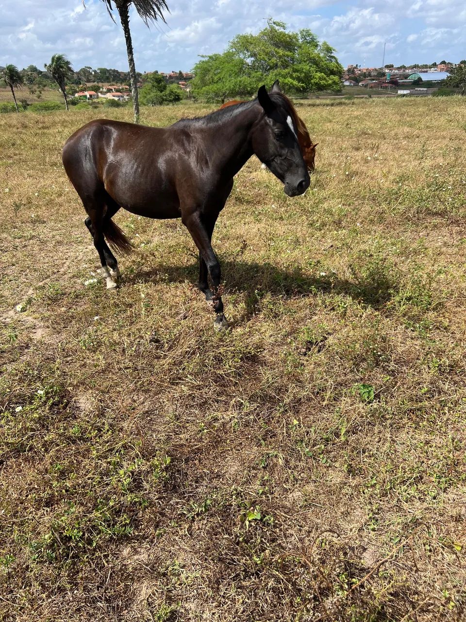 Vendo 2 anos Neta de Kadar  - Foto 3