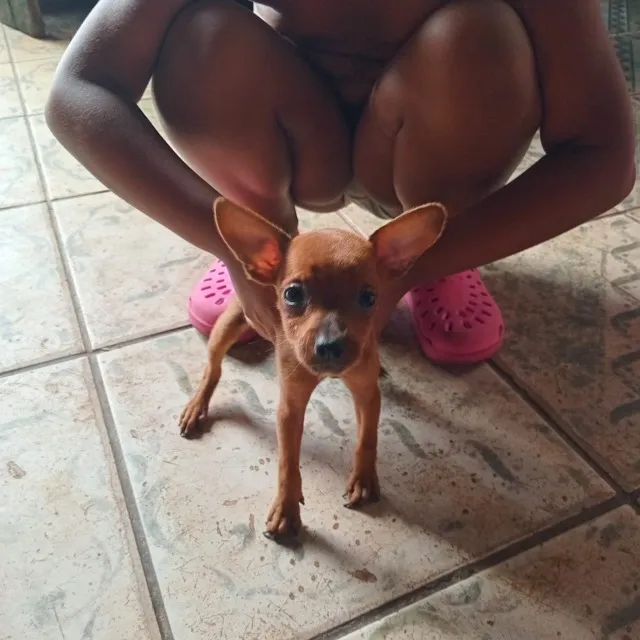 Vendo uma filhote fêmea de pinscher n° 01