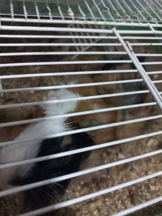 Porquinho da Índia  - Foto 3