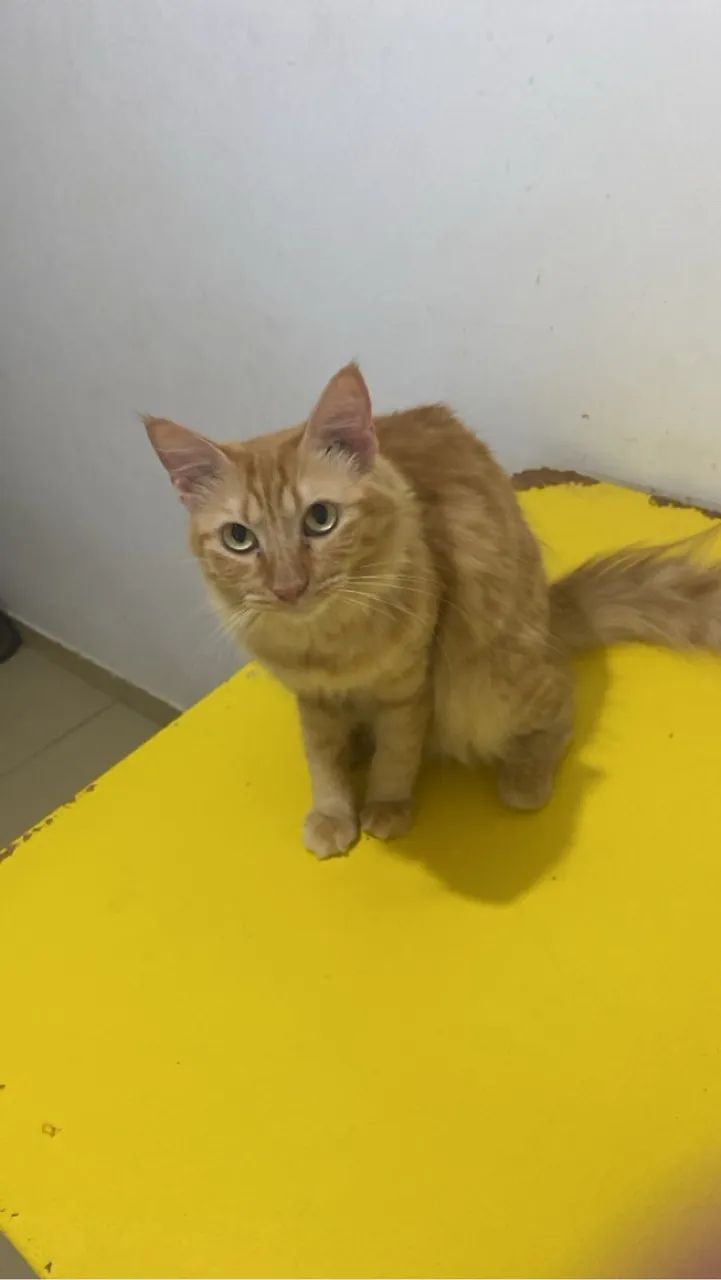 Fofurinhas laranjas para adoção  - Foto 2