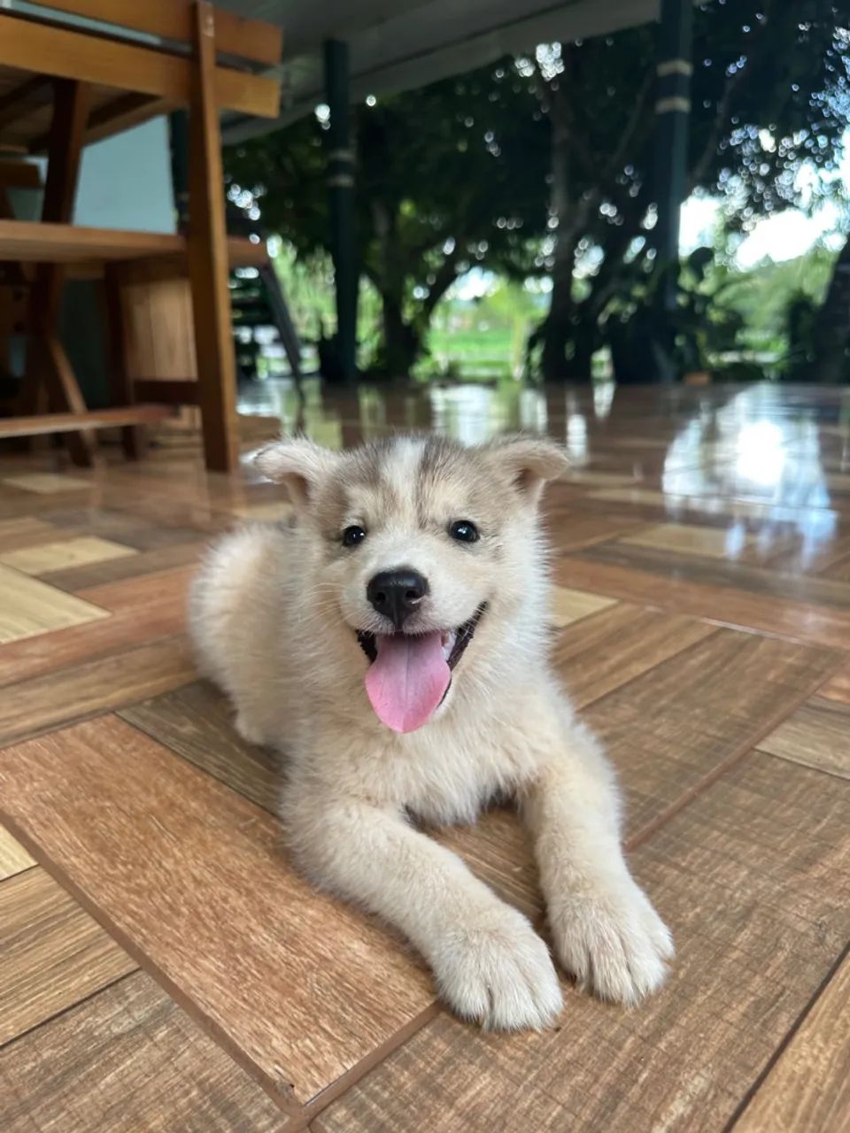 Promoção Husky Siberiano 