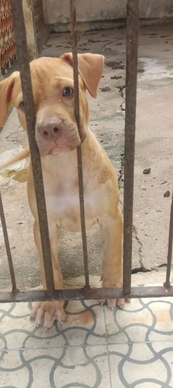 Filhotes de Pit Bull pra vender logo 1000 rs - Foto 2