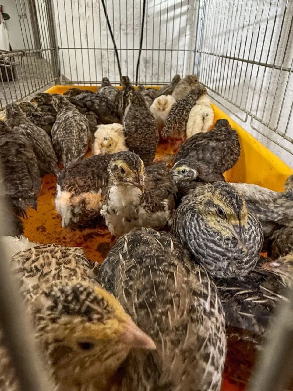 Codornas Gigantes de 20 a 30 dias - Lindas, saudáveis e de genética excelente! - Foto 4