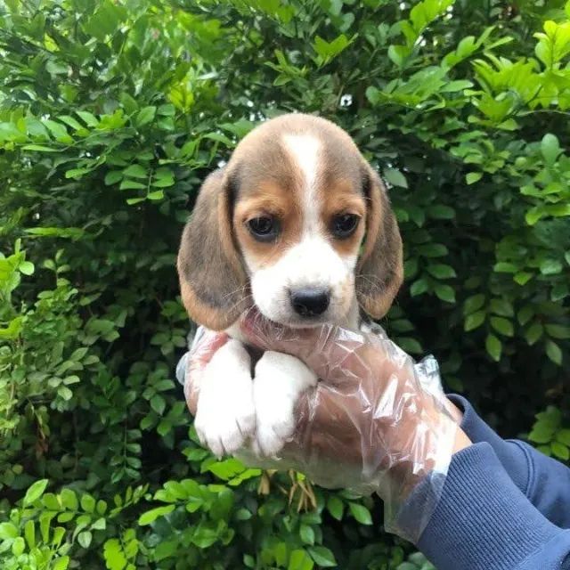 beagle-alegria 