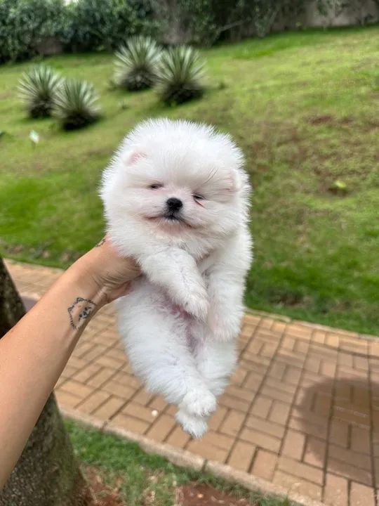 Filhote de Spitz Alemão Branco - anao  - Foto 3