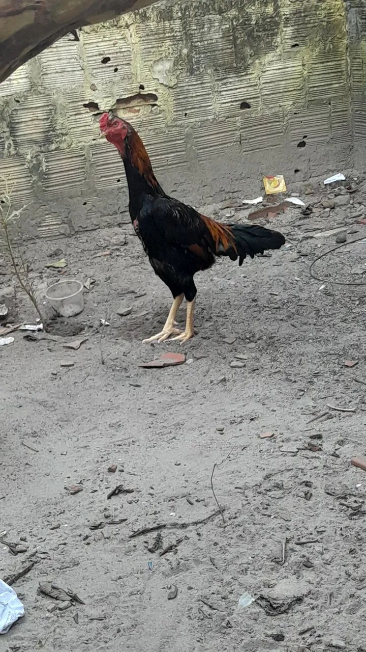 Galinha e Galo de raça - Foto 3