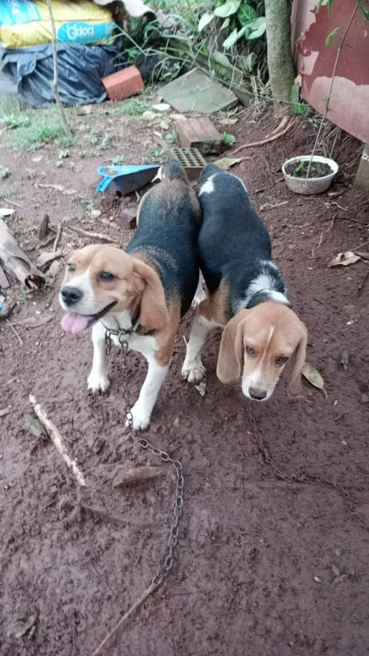 filhotes Beagle - Foto 4