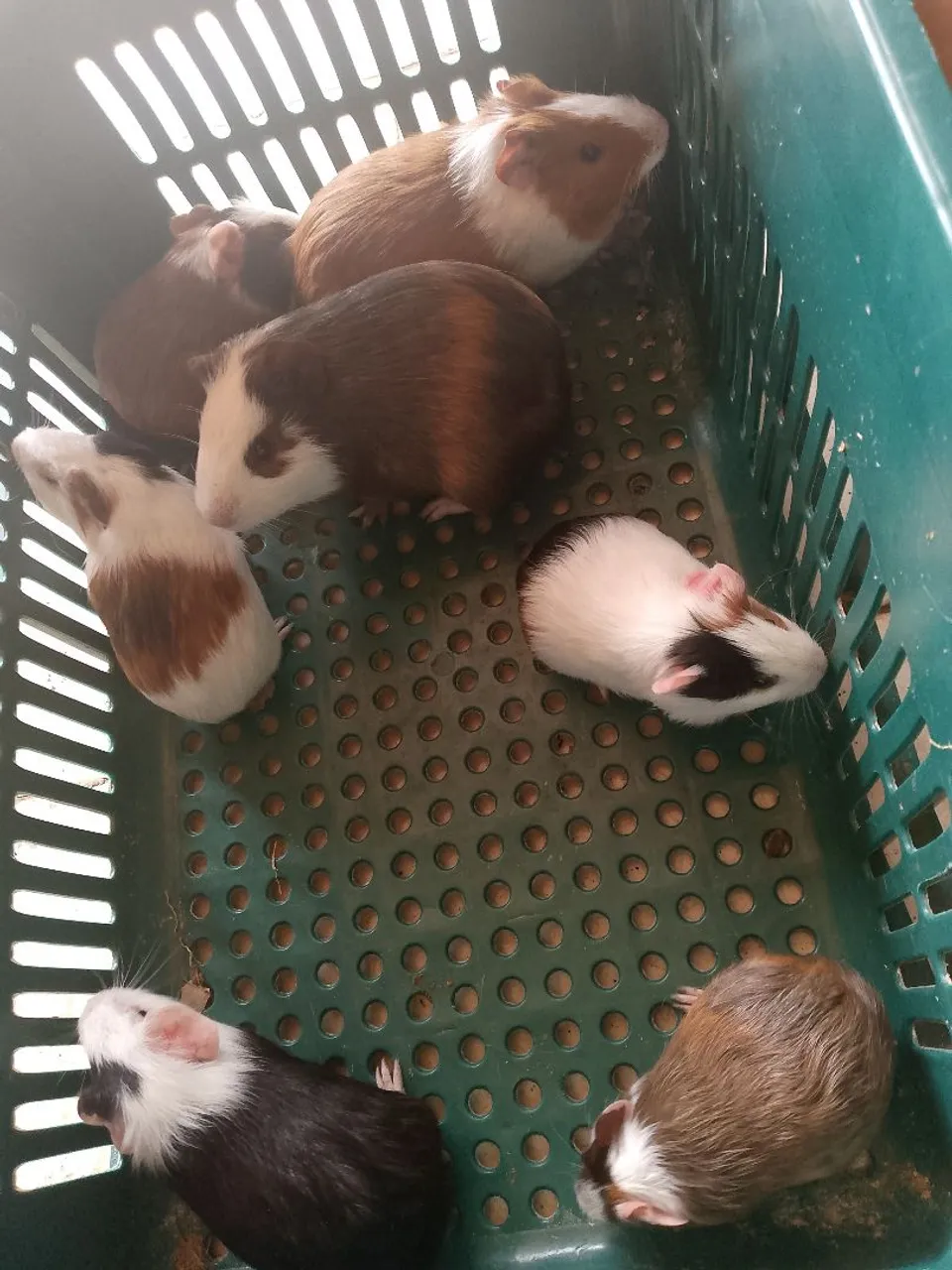 Vendo porquinho da india