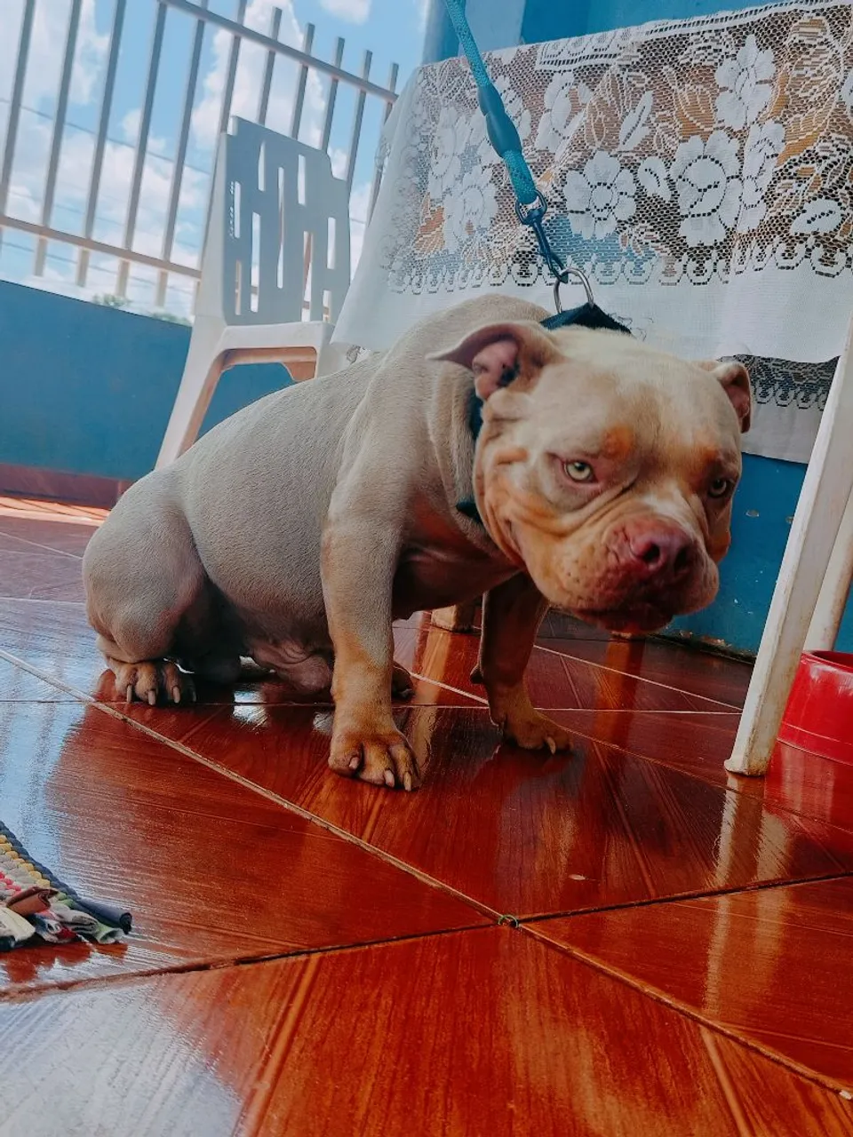 Filhote de American Bully