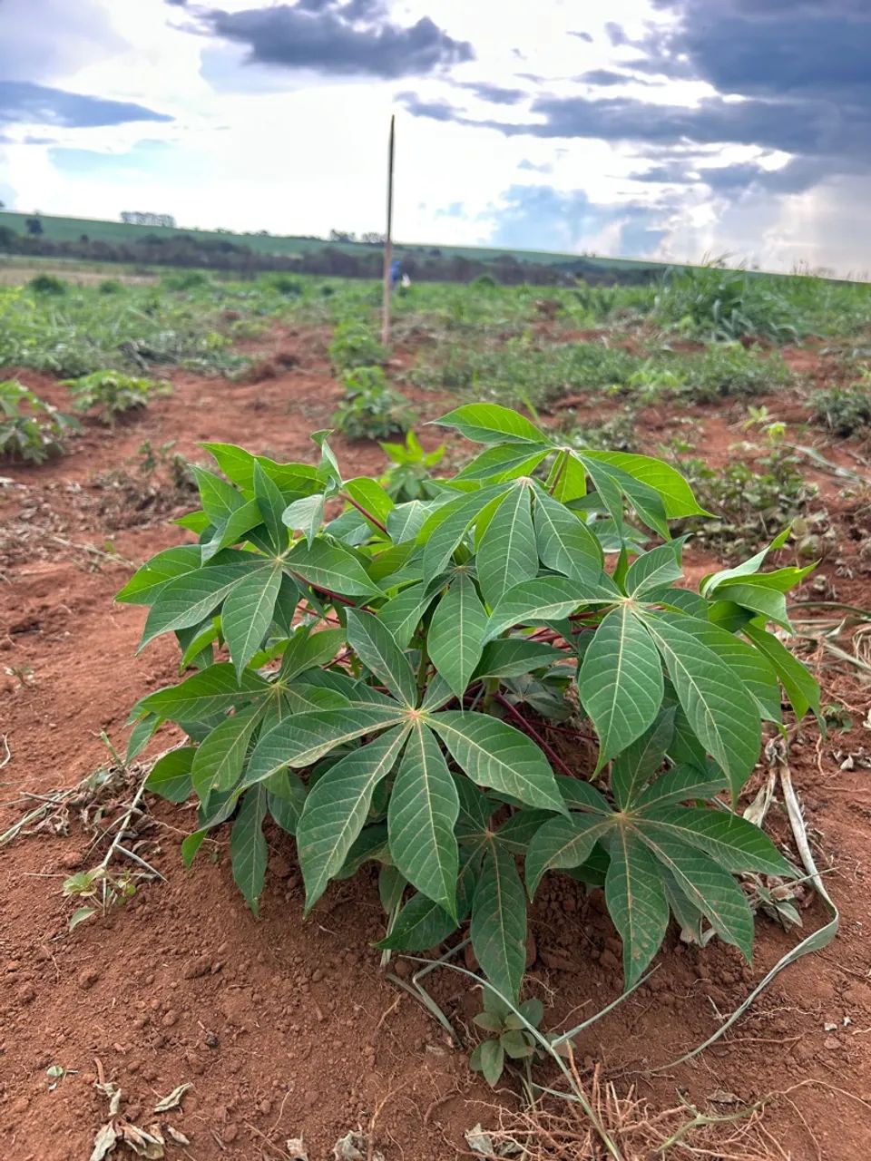 Plantação de abobrinha, Quiabo, Feijão e Mandioca  - Foto 6