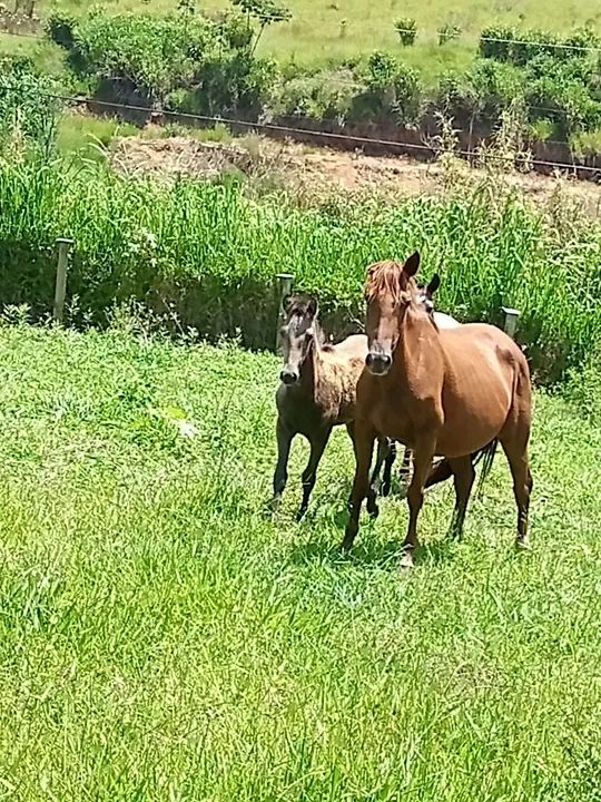Égua alazona da oreia mucha com potra no pé de 5 mes - Foto 4