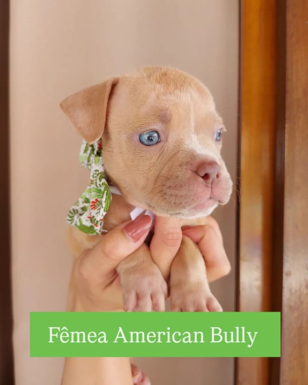 Filhote Fêmea American Bully - Foto 2