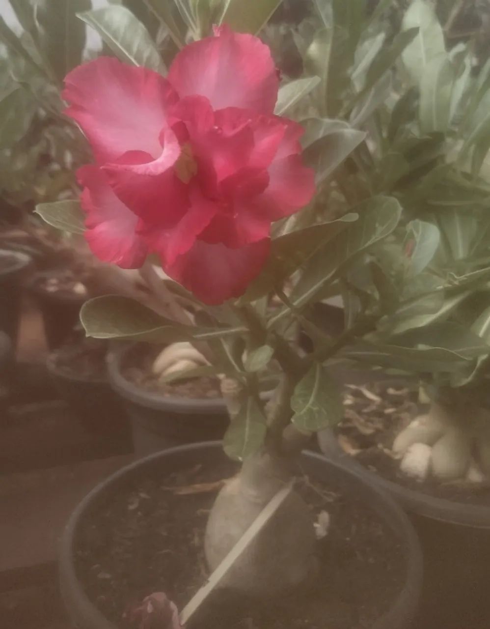 Rosas do deserto - Foto 4